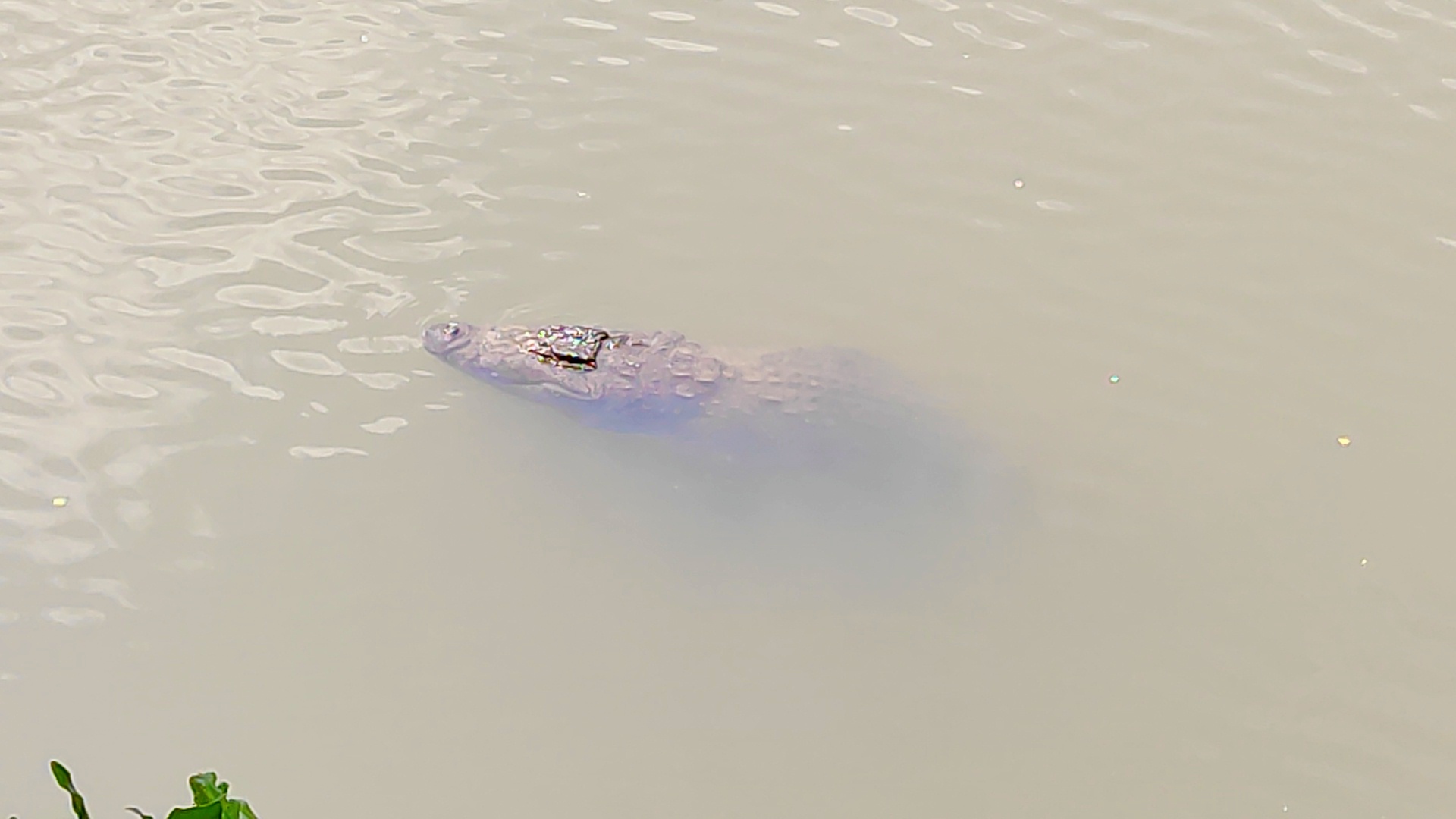 Goa Crocodile Watching Tour Crocodile Watching Tour
