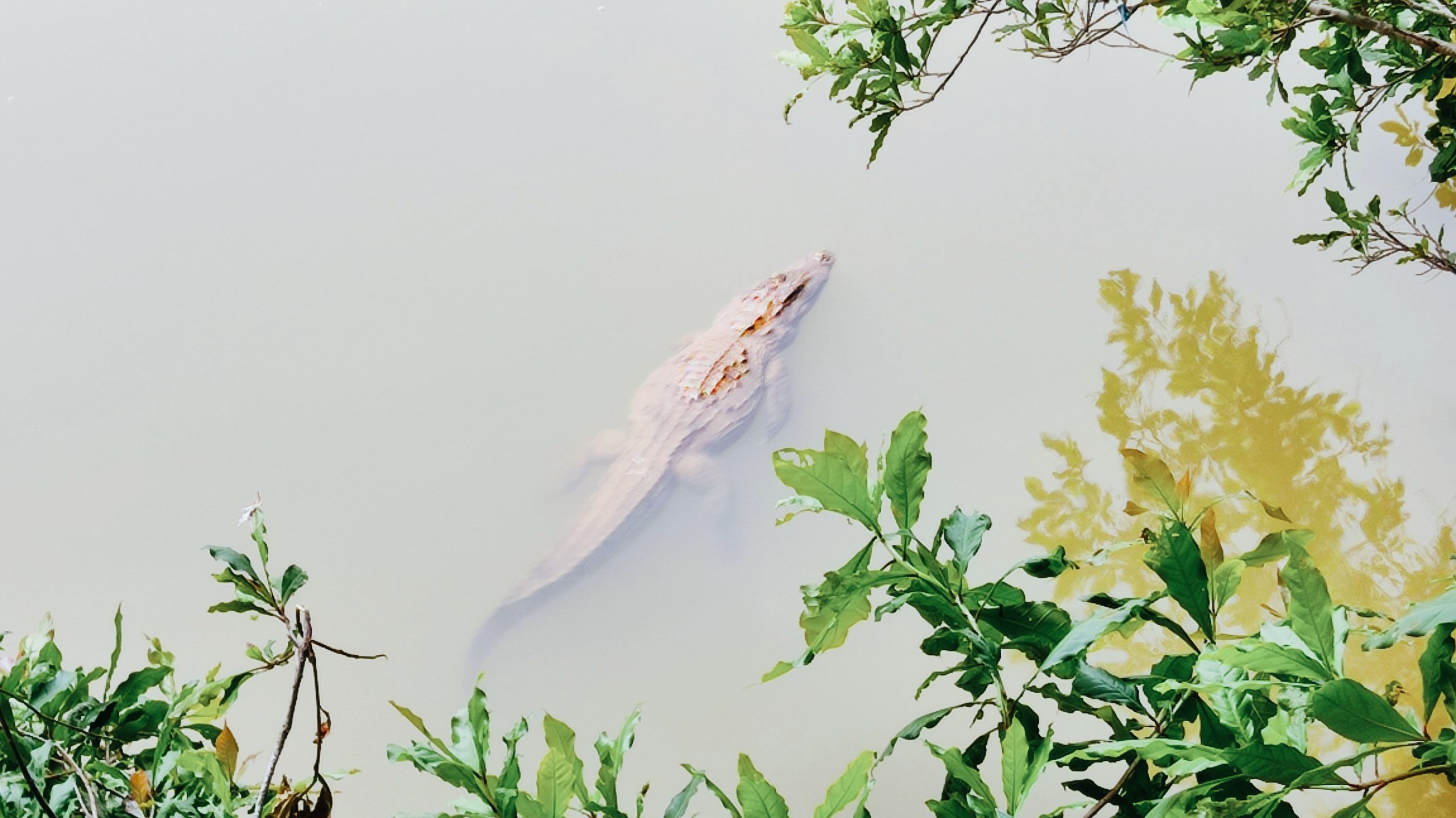 Goa Crocodile Watching Tour Crocodile Watching Tour