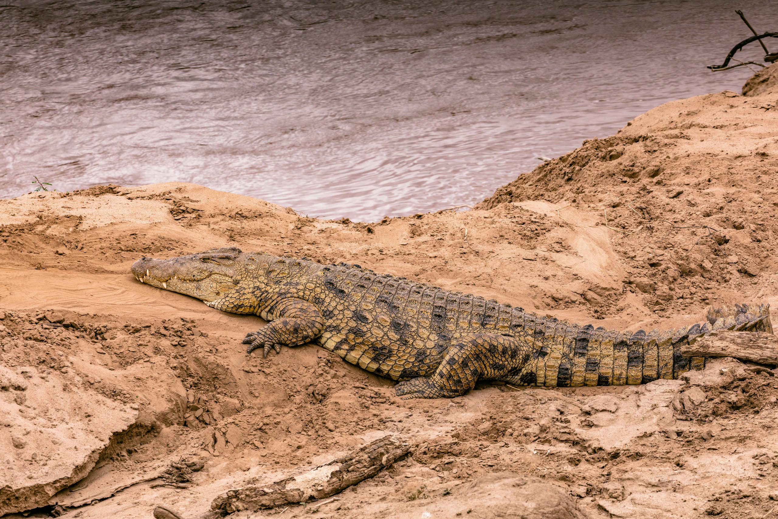 Goa Crocodile Watching Tour Crocodile Watching Tour